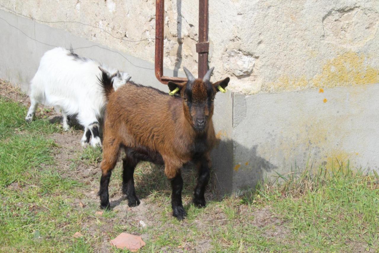 Crouy-sur-Cosson Ferme Des Poulardieresヴィラ エクステリア 写真