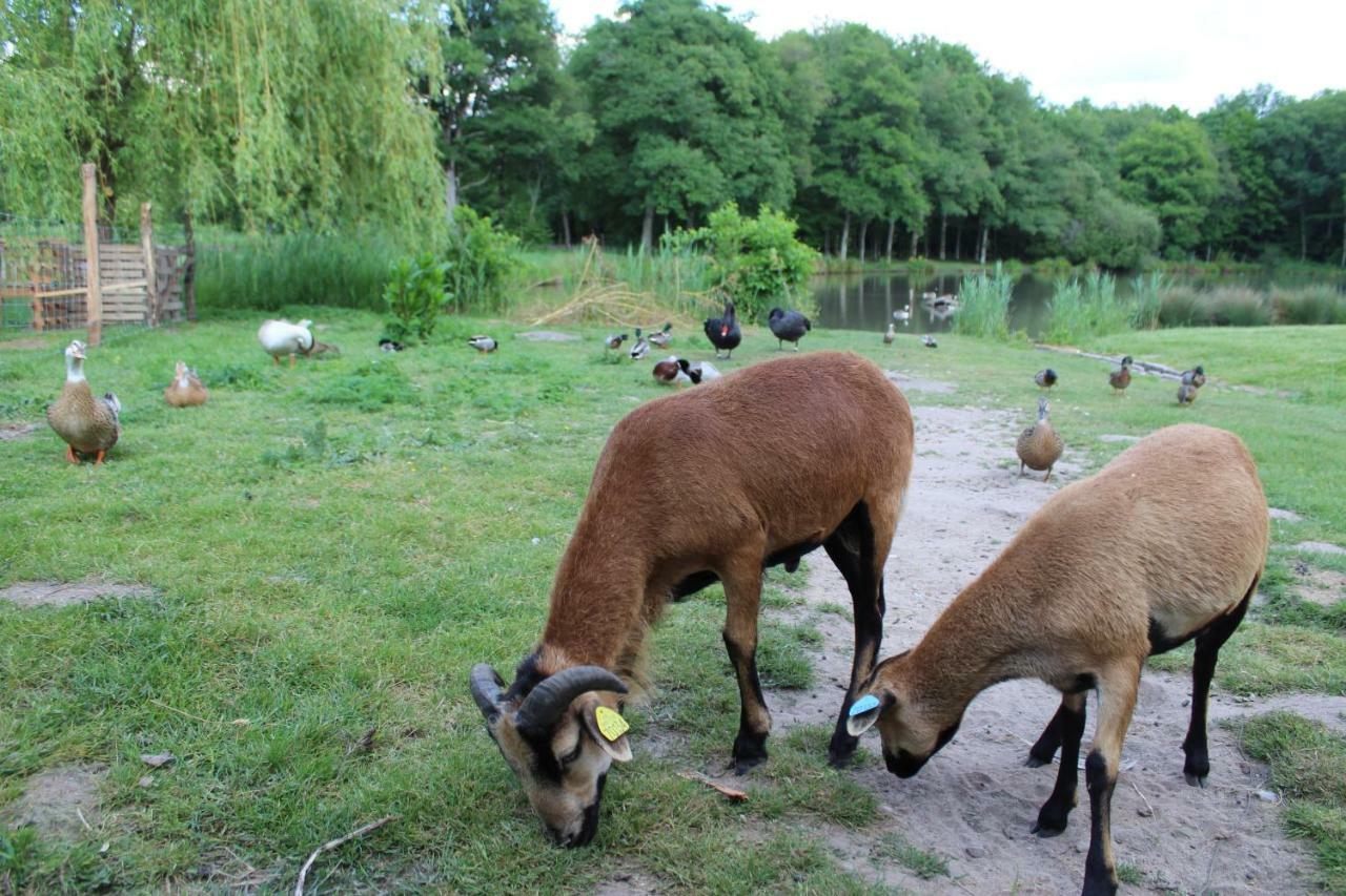 Crouy-sur-Cosson Ferme Des Poulardieresヴィラ エクステリア 写真