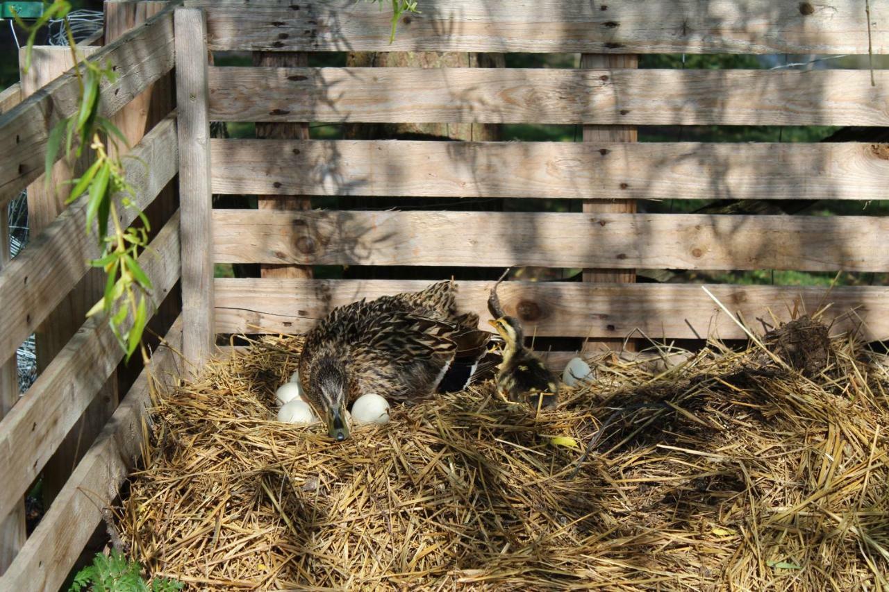 Crouy-sur-Cosson Ferme Des Poulardieresヴィラ エクステリア 写真